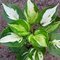 Хоста  'Миднайт  Оазис' /          Hosta  hybride  'Midnight at the Oasis'